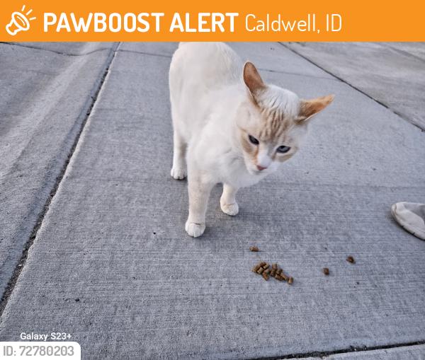 Found/Stray Unknown Cat last seen Marble Front Road Caldwell, Caldwell, ID 83605