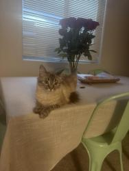 Lost Female Cat last seen Robindale and S. Buffalo , Las Vegas, NV 89113