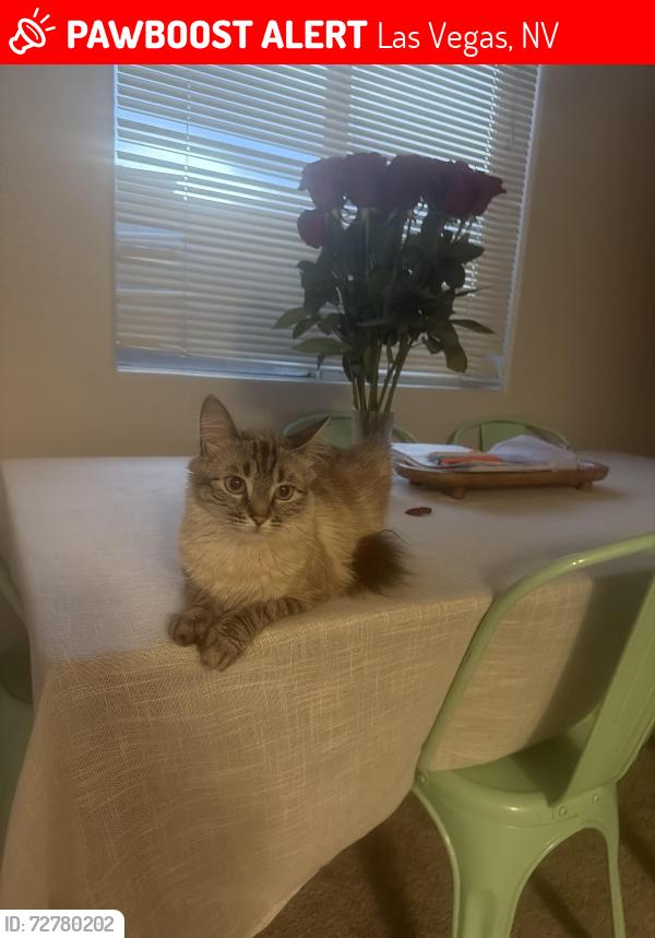 Lost Female Cat last seen Robindale and S. Buffalo , Las Vegas, NV 89113