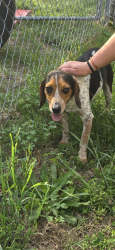 Found/Stray Male Dog last seen Old River Rd and Hwy 33 crossroads, Greenville, NC 27834