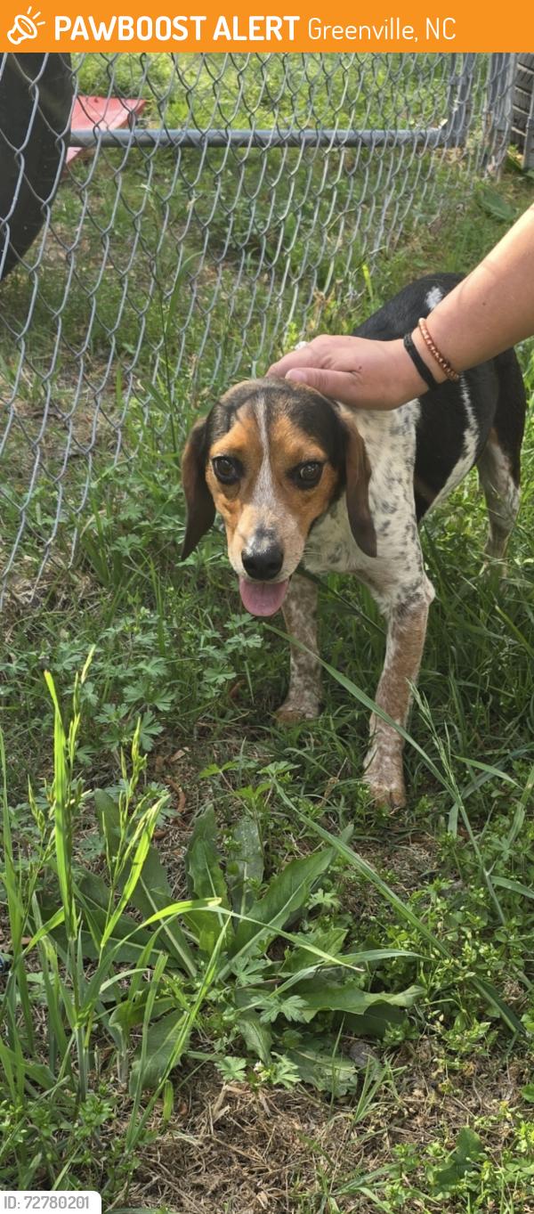 Found/Stray Male Dog last seen Old River Rd and Hwy 33 crossroads, Greenville, NC 27834