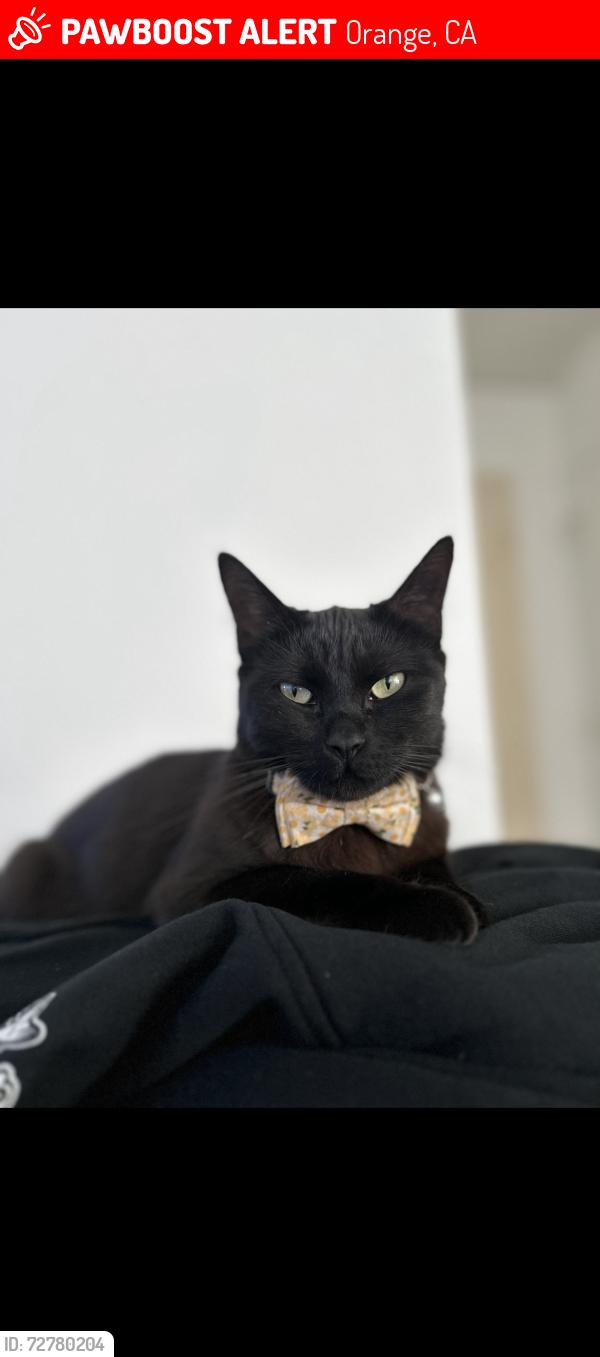 Lost Female Cat last seen Glassell and La veta , Orange, CA 92866