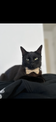 Lost Female Cat last seen Glassell and La veta , Orange, CA 92866