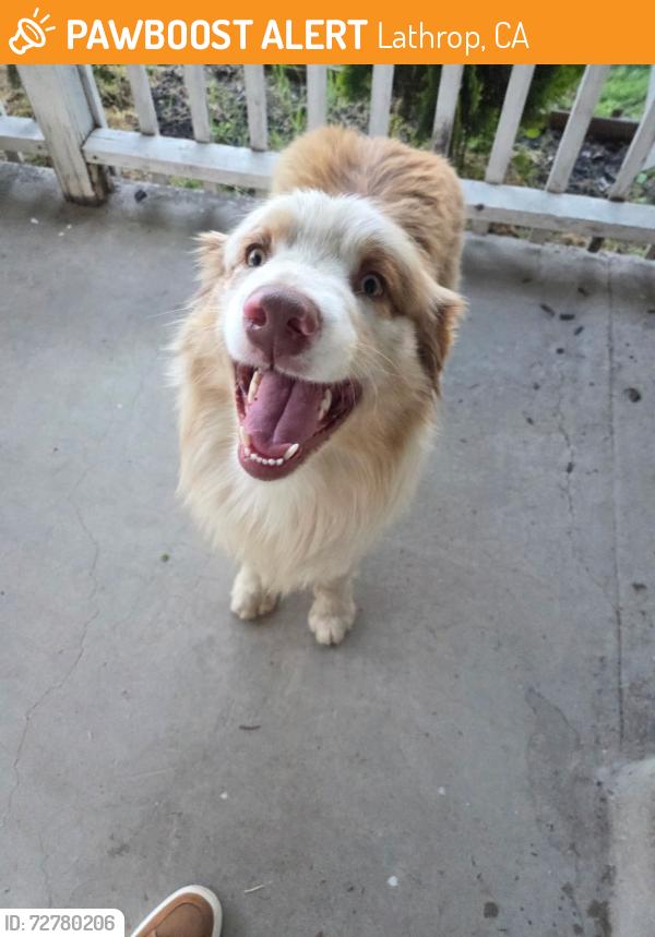 Found/Stray Female Dog last seen Roth Rd, Lathrop, CA 95330