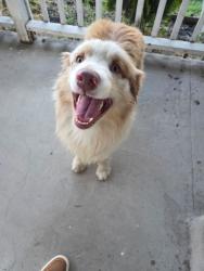 Found/Stray Female Dog last seen Roth Rd, Lathrop, CA 95330