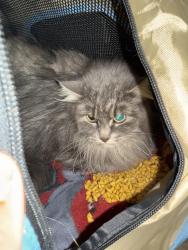 Found/Stray Unknown Cat last seen Slatterly park , Rochester, MN 55904