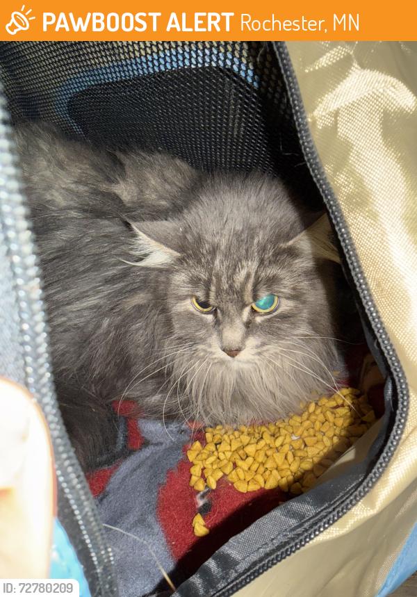 Found/Stray Unknown Cat last seen Slatterly park , Rochester, MN 55904
