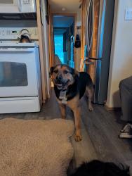 Found/Stray Male Dog last seen Weimer rd and Crestview Dr Orondo, Douglas County, WA 98843