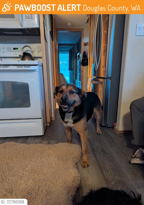 Found/Stray Male Dog last seen Weimer rd and Crestview Dr Orondo, Douglas County, WA 98843