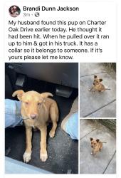 Found/Stray Male Dog last seen Road 180, Tulare County, CA 93292