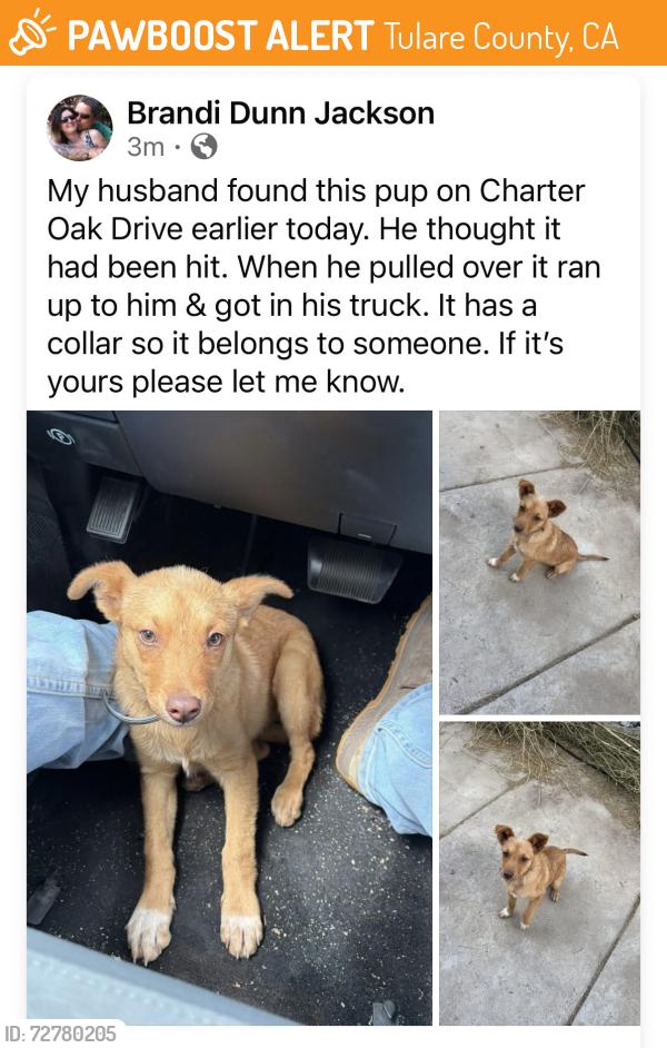 Found/Stray Male Dog last seen Road 180, Tulare County, CA 93292