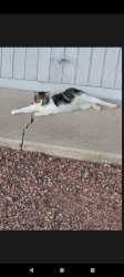Lost Female Cat last seen Near ave and Tuckey Ln, Phoenix, AZ 85015