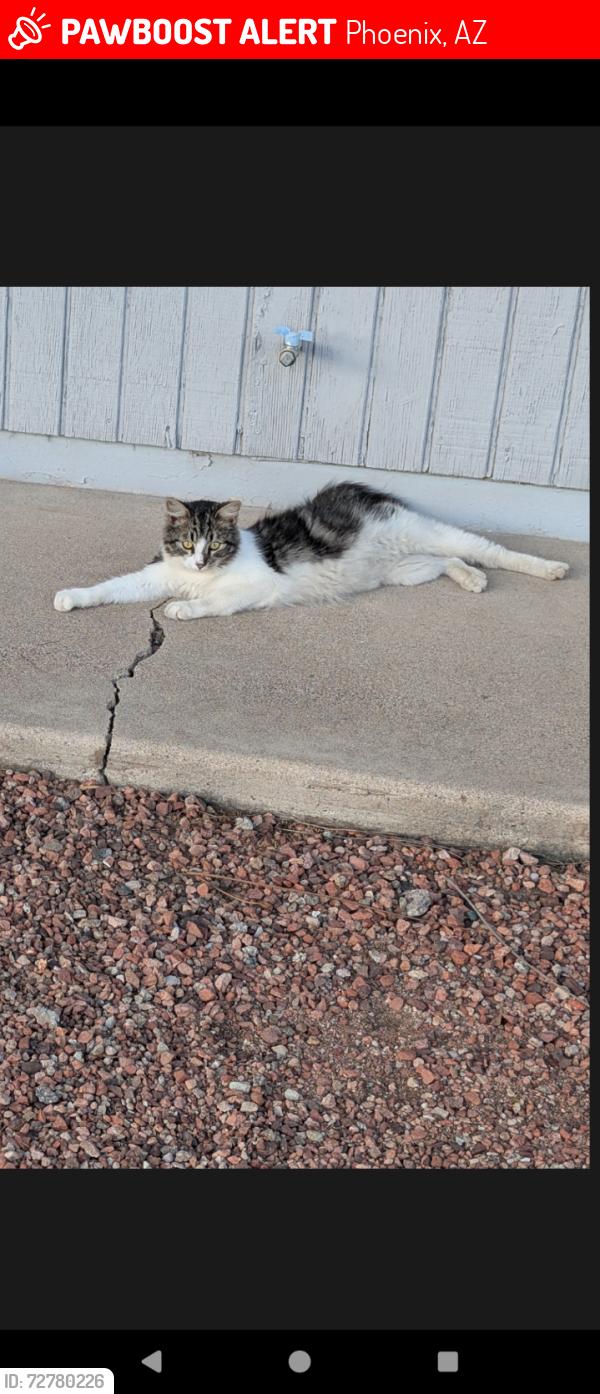 Lost Female Cat last seen Near ave and Tuckey Ln, Phoenix, AZ 85015