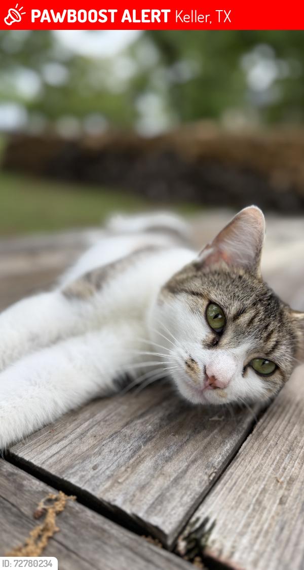 Lost Female Cat last seen Ottinger road/knox road , Keller, TX 76248