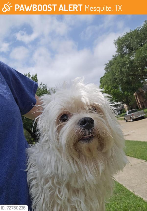 Found/Stray Male Dog last seen between Galloway and Belt Line, south of Tripp, Mesquite, TX 75150