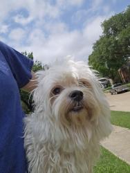 Found/Stray Male Dog last seen between Galloway and Belt Line, south of Tripp, Mesquite, TX 75150