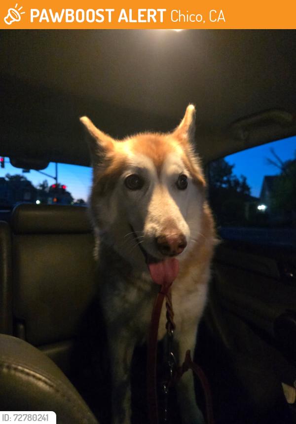 Found/Stray Female Dog last seen Floral and East Ave, Chico, CA 95926