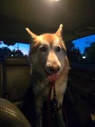 Found/Stray Female Dog last seen Floral and East Ave, Chico, CA 95926