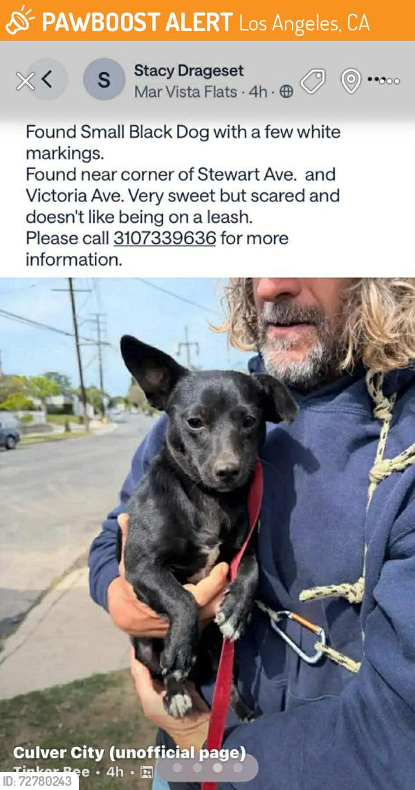Found/Stray Female Dog last seen Victoria Ave & Wade St. Mar Vista, Los Angeles , Los Angeles, CA 90066