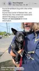 Found/Stray Female Dog last seen Victoria Ave & Wade St. Mar Vista, Los Angeles , Los Angeles, CA 90066
