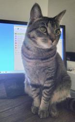 Lost Female Cat last seen Robert Gray Elementary , Longview, WA 98632