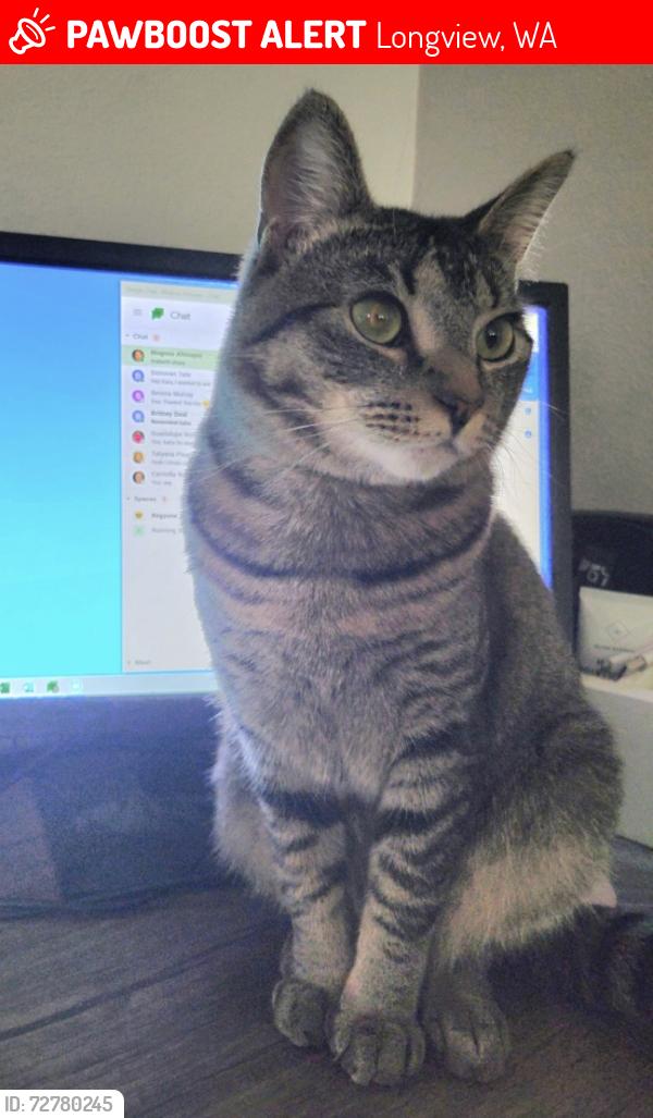 Lost Female Cat last seen Robert Gray Elementary , Longview, WA 98632