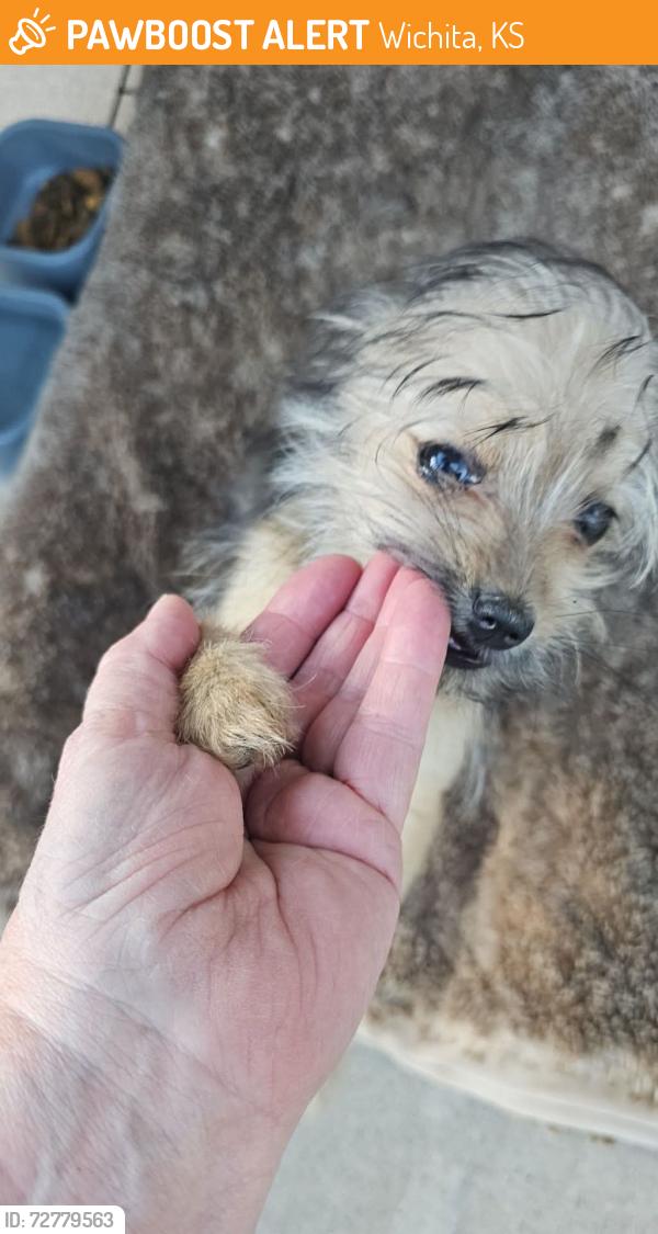 Found/Stray Male Dog last seen W 29th St N / N Arkansas Ave , Wichita, KS 67204