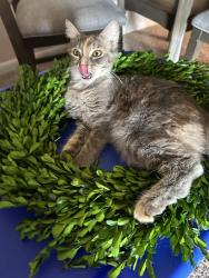 Lost Female Cat last seen Jeanne st. And broad st., Virginia Beach, VA 23462
