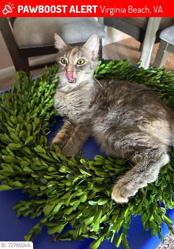 Lost Female Cat last seen Jeanne st. And broad st., Virginia Beach, VA 23462