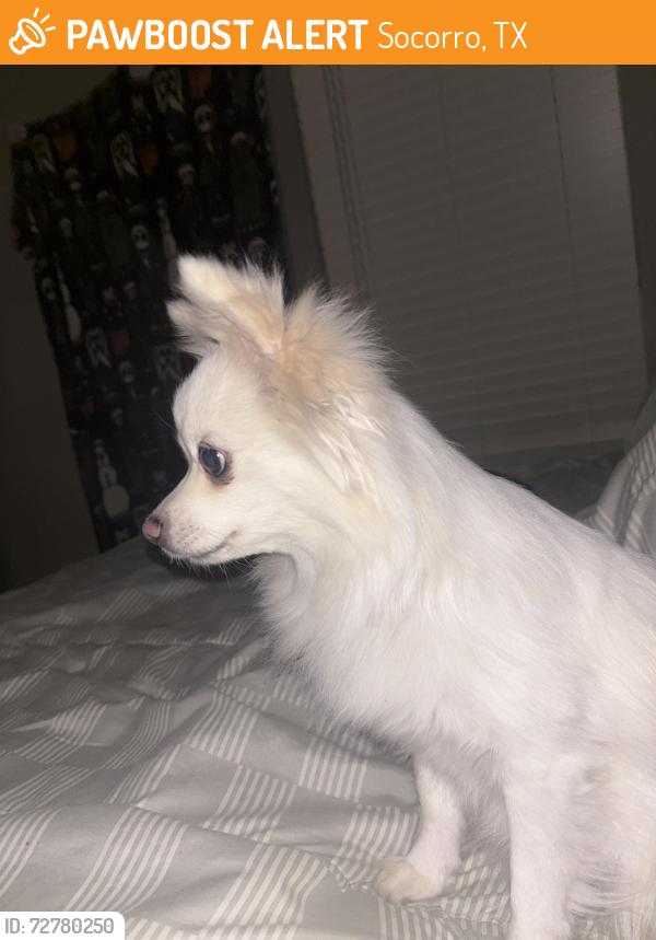 Found/Stray Female Dog last seen Socorro, Socorro, TX 79927