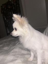 Found/Stray Female Dog last seen Socorro, Socorro, TX 79927