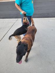 Found/Stray Unknown Dog last seen Near gillam street jurupa valley california , Riverside, CA 92509