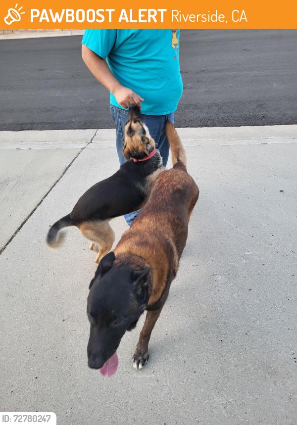 Found/Stray Unknown Dog last seen Near gillam street jurupa valley california , Riverside, CA 92509