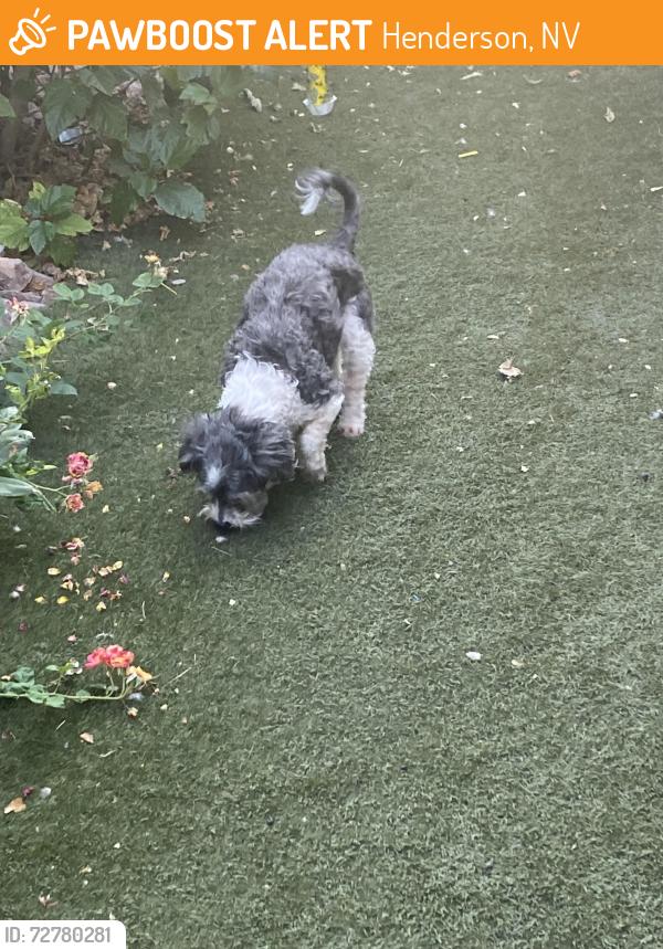 Found/Stray Female Dog last seen Magic Way/Boulder 89002, Henderson, NV 89015