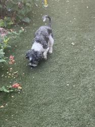 Found/Stray Female Dog last seen Magic Way/Boulder 89002, Henderson, NV 89015