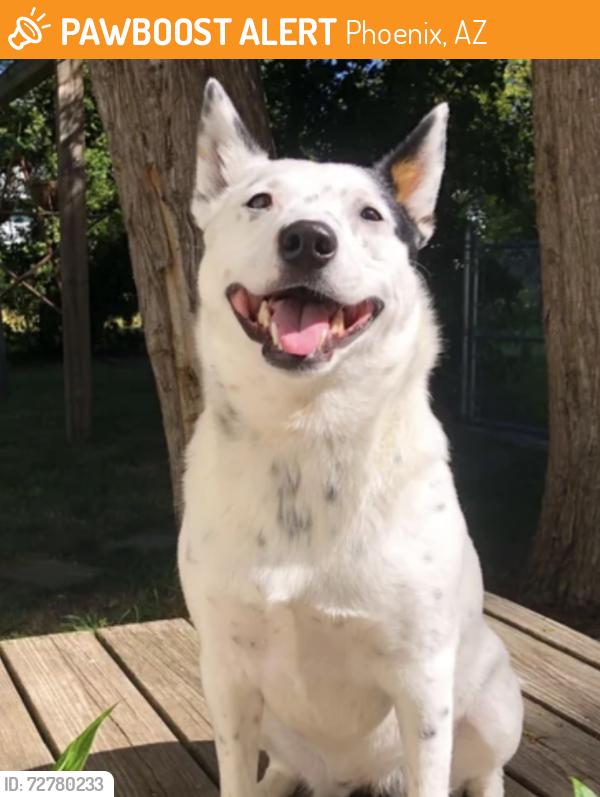 Found/Stray Male Dog last seen Paradise ln & 23erd ave, Phoenix, AZ 85023