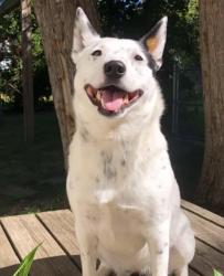 Found/Stray Male Dog last seen Paradise ln & 23erd ave, Phoenix, AZ 85023