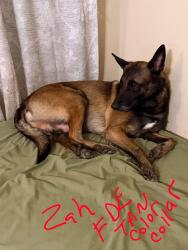 Lost Male Dog last seen Beltway, Pasadena, TX 77504