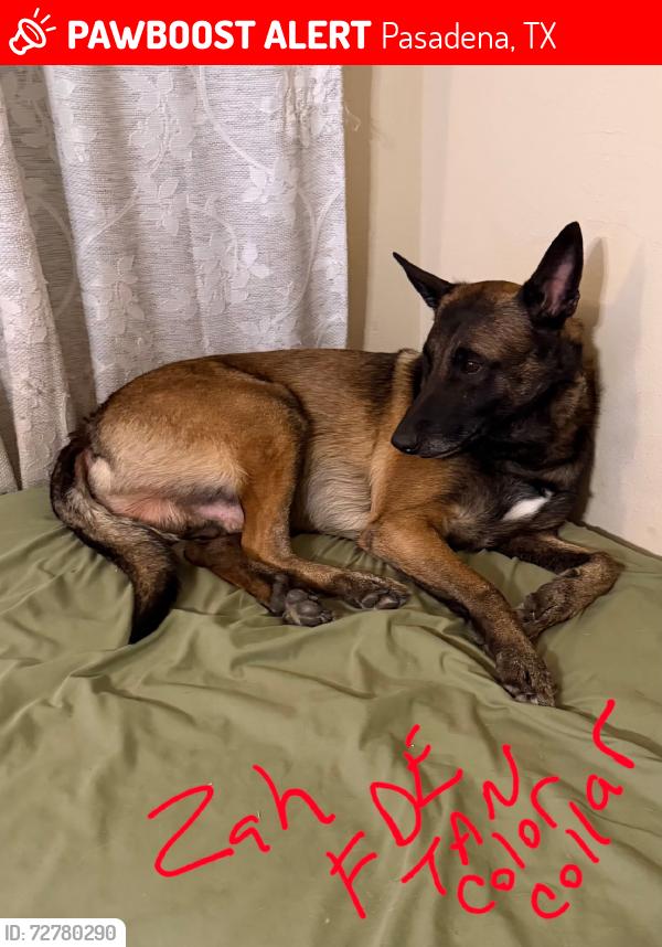 Lost Male Dog last seen Beltway, Pasadena, TX 77504
