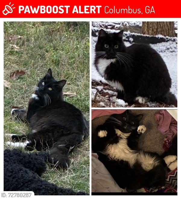 Lost Male Cat last seen Brookstone /Mobley rd , Columbus, GA 31904
