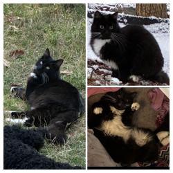 Lost Male Cat last seen Brookstone /Mobley rd , Columbus, GA 31904