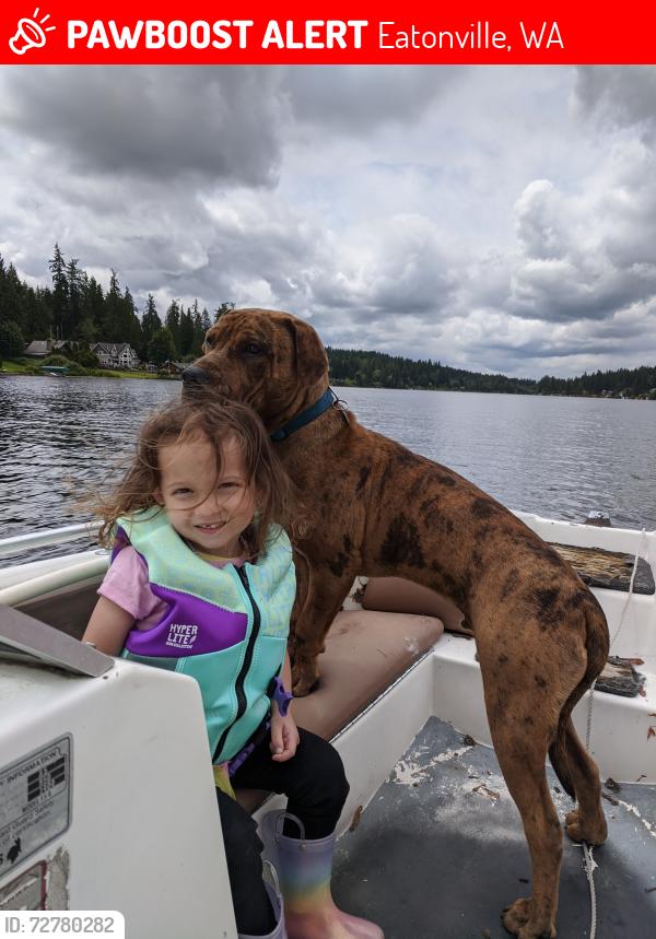 Lost Male Dog last seen Near ave east , Eatonville, WA 98328