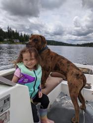 Lost Male Dog last seen Near ave east , Eatonville, WA 98328