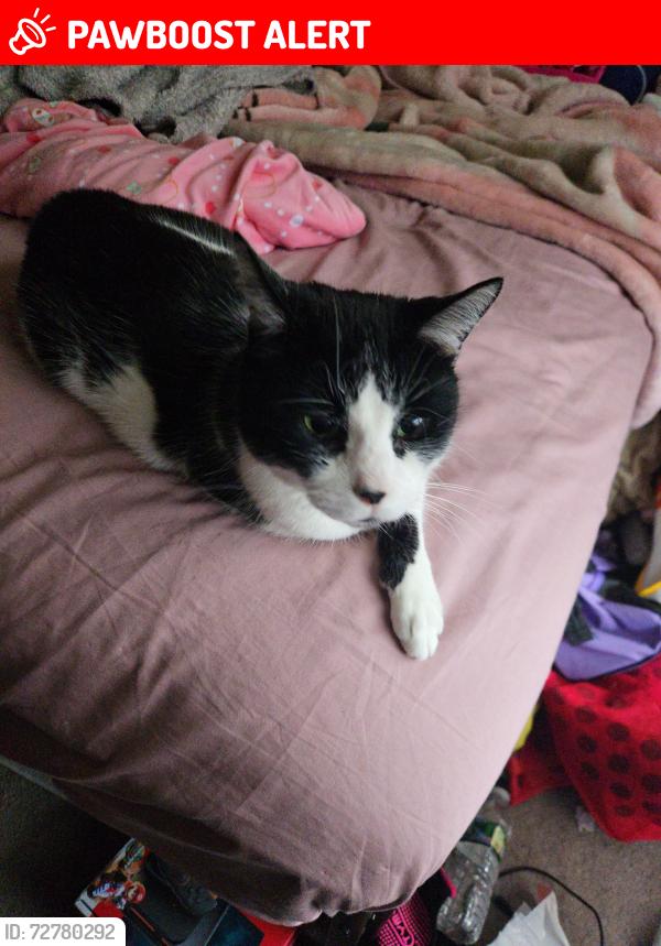 Lost Male Cat last seen Perry Drive, North Brunswick Township, NJ 08902
