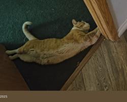 Found/Stray Male Cat last seen Rainbow and Charleston , Las Vegas, NV 89146