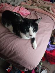 Lost Male Cat last seen Perry Drive, North Brunswick Township, NJ 08902