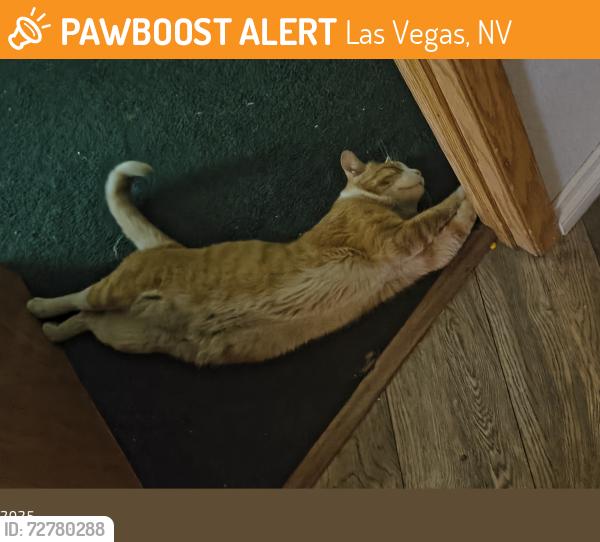 Found/Stray Male Cat last seen Rainbow and Charleston , Las Vegas, NV 89146