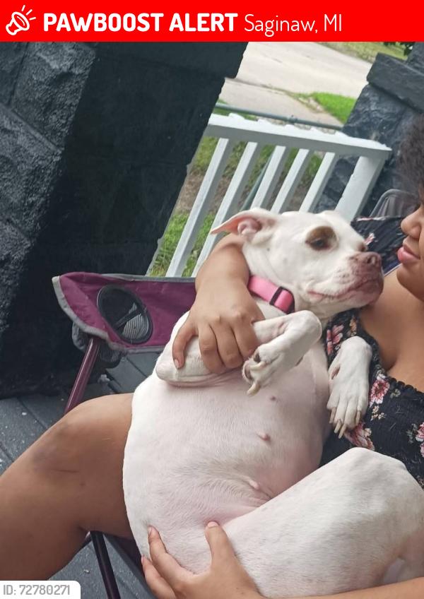 Lost Female Dog last seen Willkommen park, 410 S Main st frankenmuth, MI 48734 USA, Saginaw, MI 48601