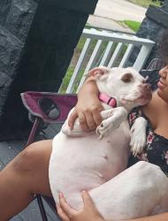 Lost Female Dog last seen Willkommen park, 410 S Main st frankenmuth, MI 48734 USA, Saginaw, MI 48601