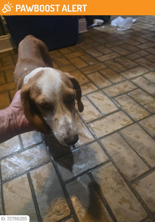 Found/Stray Female Dog last seen Brushy Creek Rd, Georgetown, MS 39078